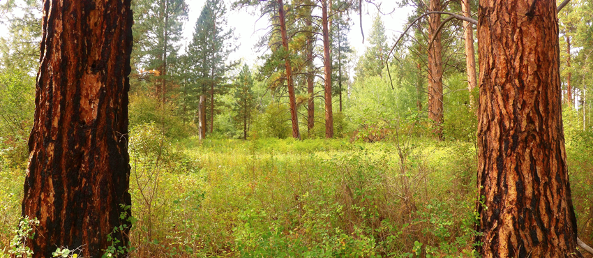 Bitterroot Valley, Montana
